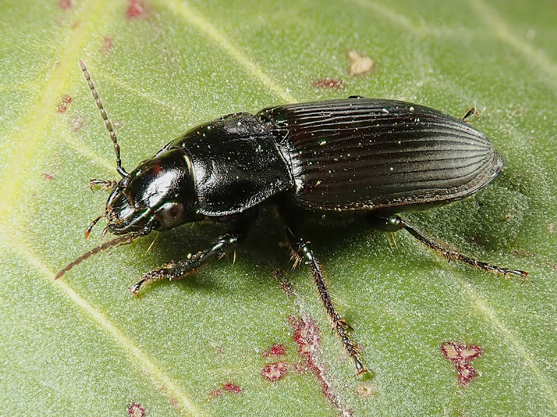 Carabidae da identificare: Anisodactylus signatus